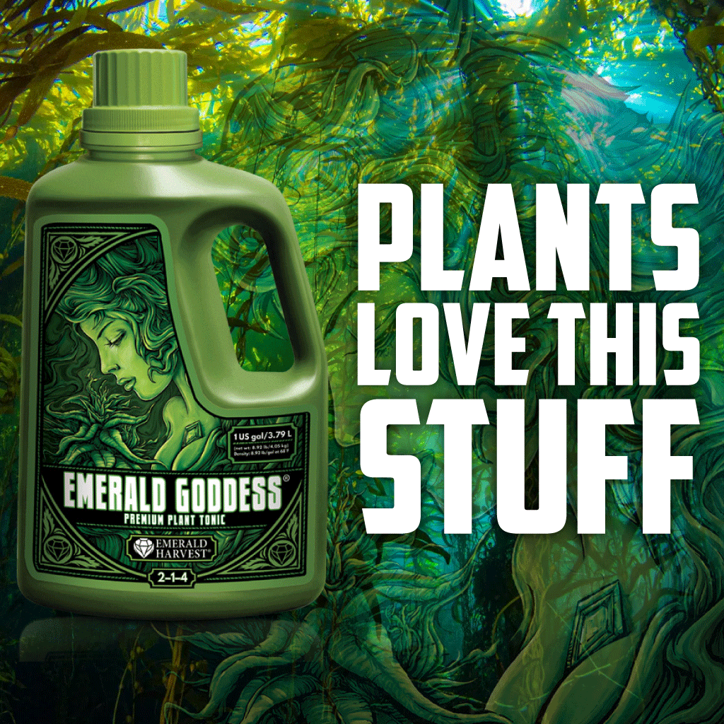 Emerald Harvest - Emerald Goddess 0.95 LITRES