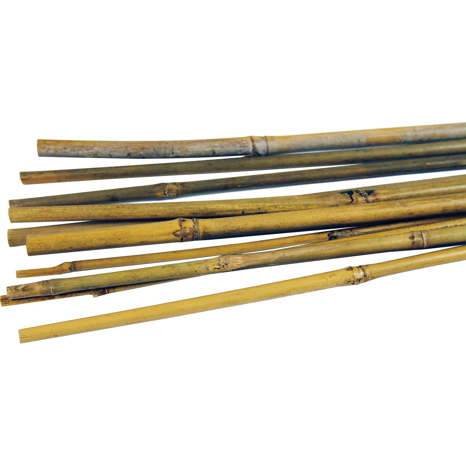 Bamboo Cane 1.8m (Pack of 125)